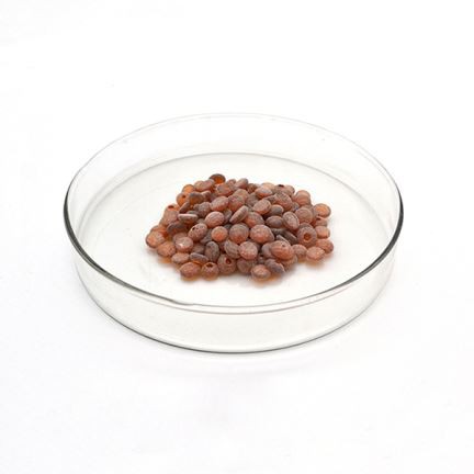 Antioxidante de goma Rd .